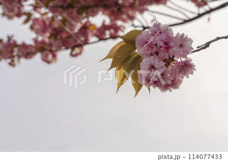 八重桜 八重桜 114077433