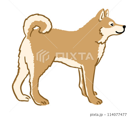 柴犬のイラスト 柴犬のイラスト 114077477