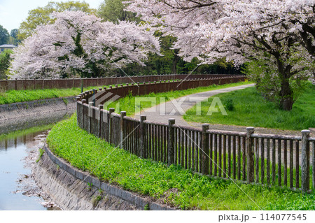 桜並木の散策路 桜並木の散策路 114077545