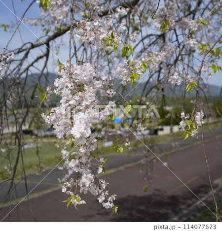 貞光桜づつみ 貞光桜づつみ 114077673