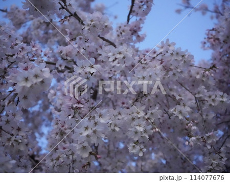 貞光桜づつみ 貞光桜づつみ 114077676