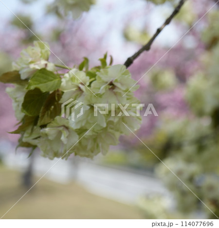 貞光桜づつみ 114077696