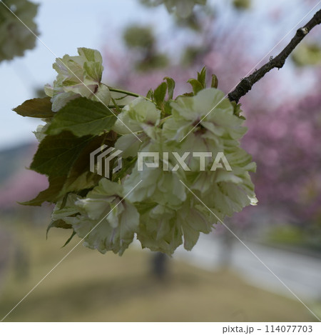 貞光桜づつみ 貞光桜づつみ 114077703