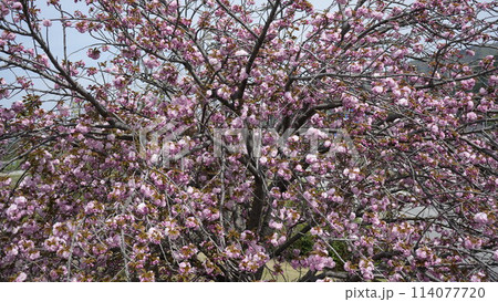 貞光桜づつみ 貞光桜づつみ 114077720