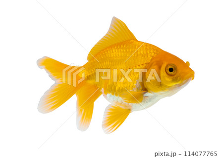 Oranda goldfish isolated on white background close up Oranda goldfish isolated on white background close up 114077765