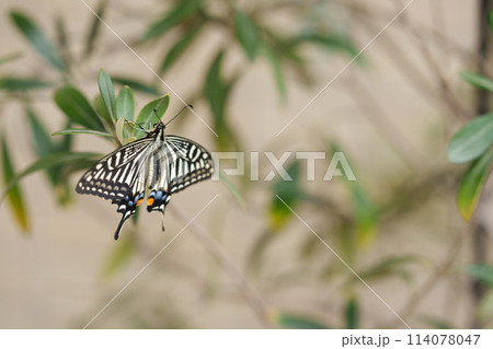 木に止まるアゲハチョウ 木に止まるアゲハチョウ 114078047
