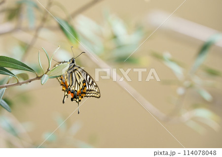 木に止まるアゲハチョウ 木に止まるアゲハチョウ 114078048