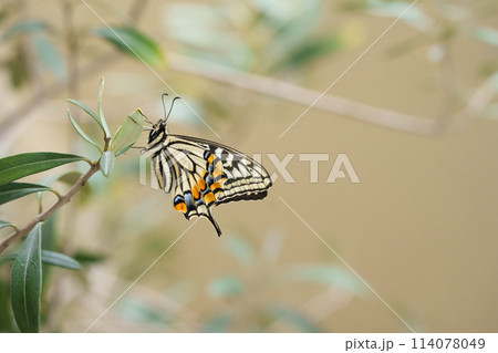木に止まるアゲハチョウ 木に止まるアゲハチョウ 114078049