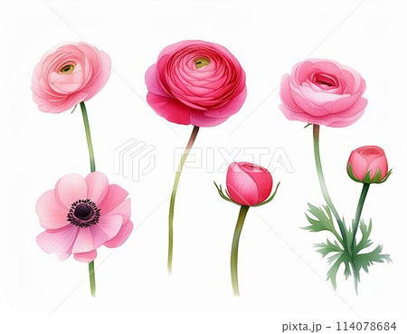 ラナンキュラス 114078684