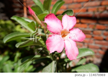 beautiful pink water lily in garden 114078969