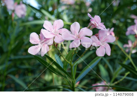 white flowers of orchid white flowers of orchid 114079008