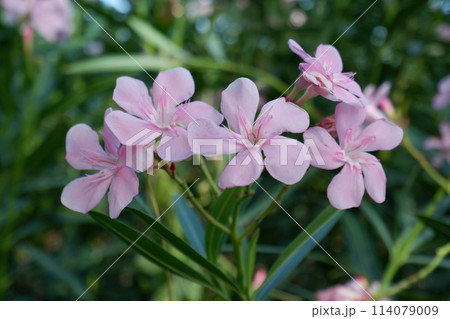 white flowers with green leaves 114079009
