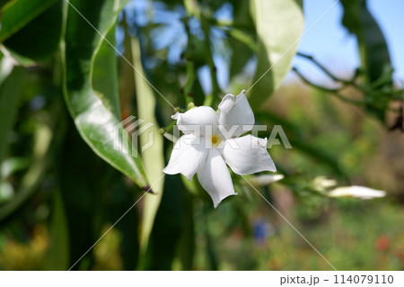 white flowers blooming on tree 114079110