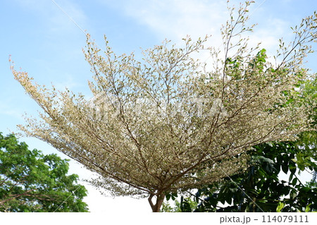 tree in the park 114079111