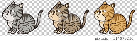 Sitting tabby cat Sitting tabby cat 114079216