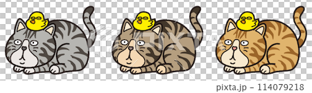 Chick and tabby cat Chick and tabby cat 114079218