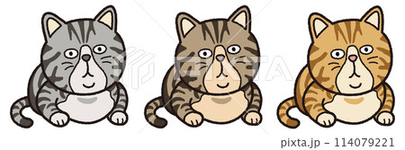 行儀の良いトラ猫 114079221