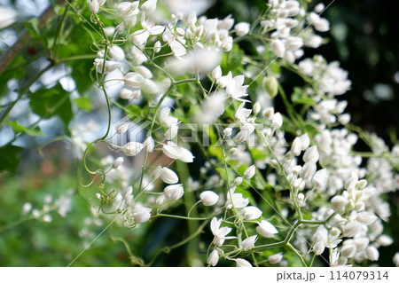 white flowers of cherry white flowers of cherry 114079314