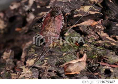 生き物 昆虫 チャイロクチブトカメムシ、茶系のベタな色合い。結合板(腹部の縁)の黒色の模様が特徴的 生き物 昆虫 チャイロクチブトカメムシ、茶系のベタな色合い。結合板(腹部の縁)の黒色の模様が特徴的 114079387