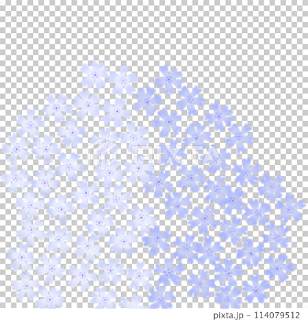 Pale blue moss phlox 114079512