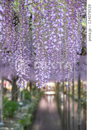 満開の藤の花(九尺藤)・天王川公園 満開の藤の花(九尺藤)・天王川公園 114079529