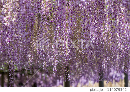 満開の藤の花(九尺藤)・天王川公園 満開の藤の花(九尺藤)・天王川公園 114079542