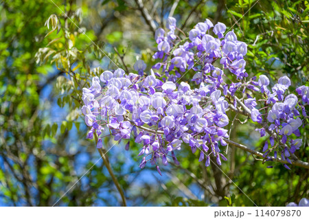 うららかな春風に映える阿蘇ミルクロードに咲き乱れるヤマフジの花風景(阿蘇市・阿蘇ミルクロード) 114079870