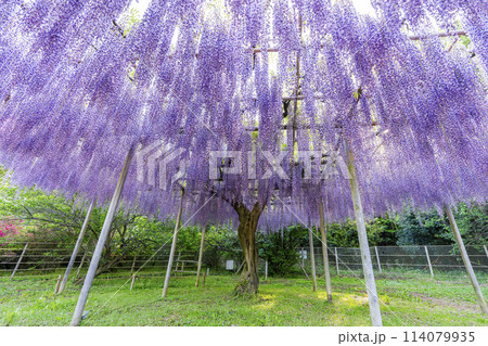 初夏に咲く藤の花 あしかがフラワーパーク 栃木県足利市 初夏に咲く藤の花 あしかがフラワーパーク 栃木県足利市 114079935