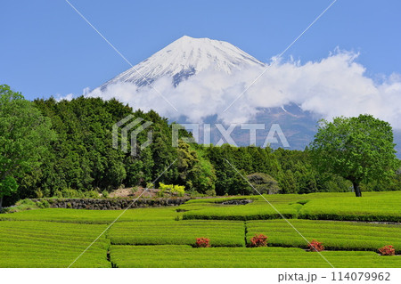 春 大淵笹場を彩る新緑の茶畑 青空とたなびく雲に映える富士山 114079962