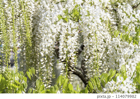 初夏に咲く白藤の花　あしかがフラワーパーク　栃木県足利市 114079982