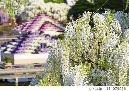 初夏に咲く白藤の花 あしかがフラワーパーク 栃木県足利市 初夏に咲く白藤の花 あしかがフラワーパーク 栃木県足利市 114079986