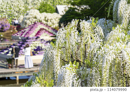 初夏に咲く白藤の花　あしかがフラワーパーク　栃木県足利市 114079990
