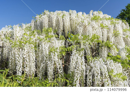 初夏に咲く白藤の花　あしかがフラワーパーク　栃木県足利市 114079996