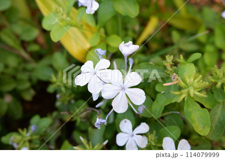 close up of white flowers 114079999