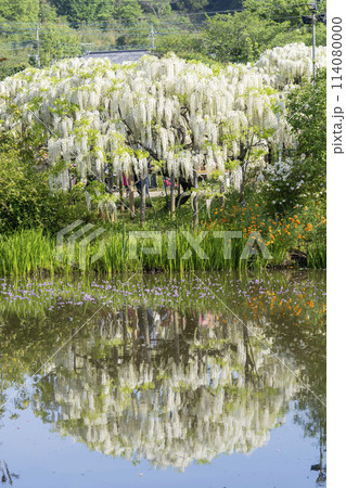 初夏に咲く白藤の花 あしかがフラワーパーク 栃木県足利市 初夏に咲く白藤の花 あしかがフラワーパーク 栃木県足利市 114080000