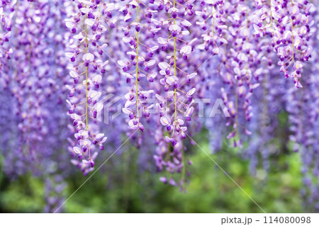 初夏に咲くむらさき藤の花 あしかがフラワーパーク 栃木県足利市 初夏に咲くむらさき藤の花 あしかがフラワーパーク 栃木県足利市 114080098