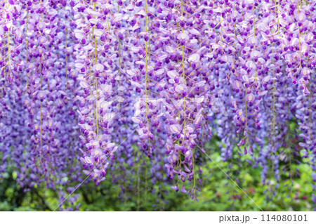 初夏に咲くむらさき藤の花 あしかがフラワーパーク 栃木県足利市 初夏に咲くむらさき藤の花 あしかがフラワーパーク 栃木県足利市 114080101