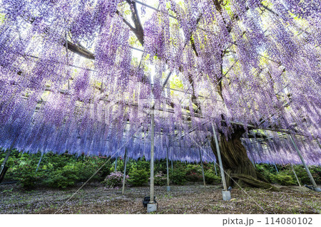 初夏に咲くむらさき藤の花　あしかがフラワーパーク　栃木県足利市 114080102