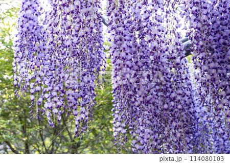 初夏に咲くむらさき藤の花 あしかがフラワーパーク 栃木県足利市 初夏に咲くむらさき藤の花 あしかがフラワーパーク 栃木県足利市 114080103