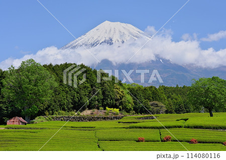 春 大淵笹場を彩る新緑の茶畑 たなびく雲をまとう富士山 114080116