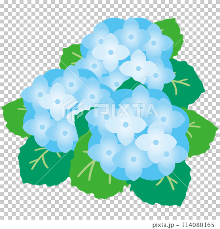 Vector illustration of three hydrangeas 114080165