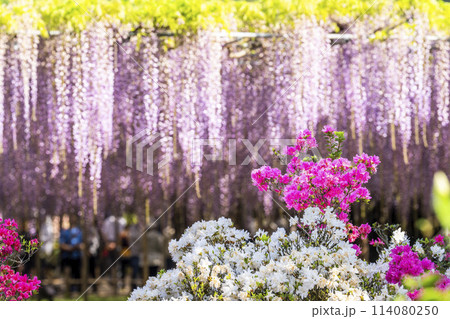初夏に咲く大藤の花　あしかがフラワーパーク　栃木県足利市 114080250