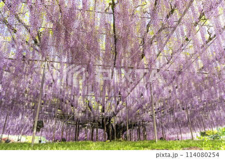 初夏に咲く大藤の花　あしかがフラワーパーク　栃木県足利市 114080254
