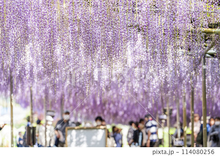 初夏に咲く大藤の花　あしかがフラワーパーク　栃木県足利市 114080256