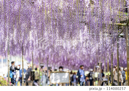 初夏に咲く大藤の花 あしかがフラワーパーク 栃木県足利市 初夏に咲く大藤の花 あしかがフラワーパーク 栃木県足利市 114080257