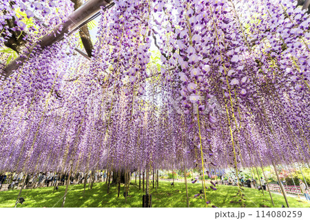 初夏に咲く大藤の花 あしかがフラワーパーク 栃木県足利市 初夏に咲く大藤の花 あしかがフラワーパーク 栃木県足利市 114080259