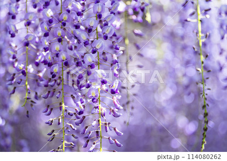 初夏に咲く大藤の花 あしかがフラワーパーク 栃木県足利市 初夏に咲く大藤の花 あしかがフラワーパーク 栃木県足利市 114080262