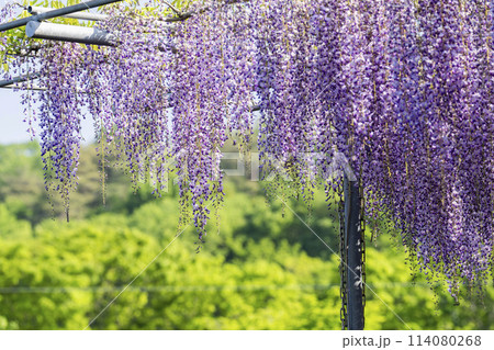 初夏に咲く大藤の花　あしかがフラワーパーク　栃木県足利市 114080268