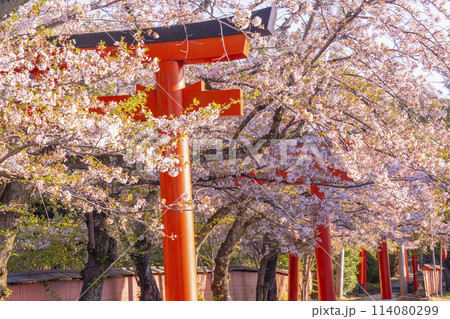 京都 竹中稲荷神社の桜 京都 竹中稲荷神社の桜 114080299
