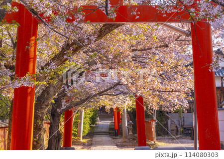 京都 竹中稲荷神社の桜 京都 竹中稲荷神社の桜 114080303